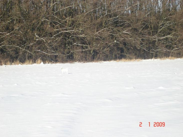 Мліїв з panoramio.com - Млиев