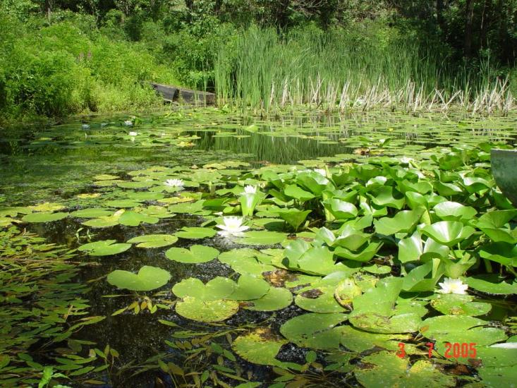 Лисогірка з panoramio.com - Лисогорка