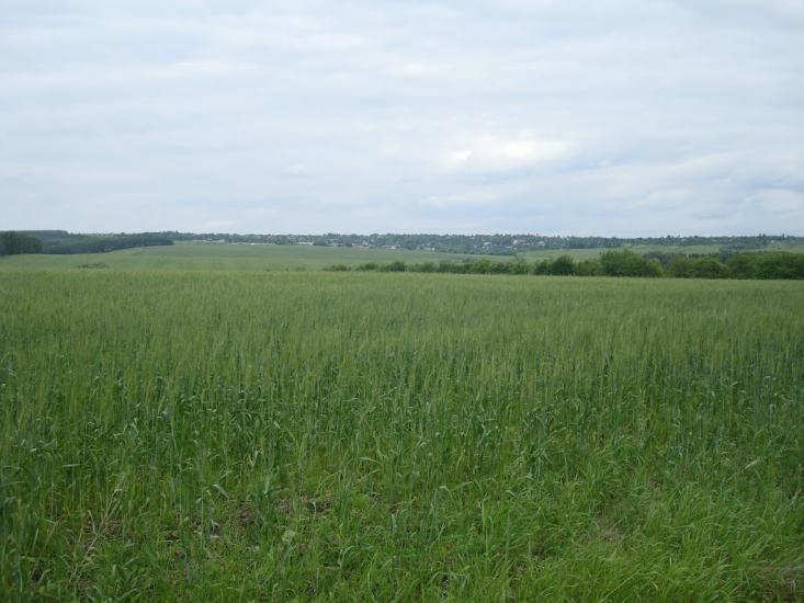 Стуфчинці з panoramio.com - Стуфчинцы