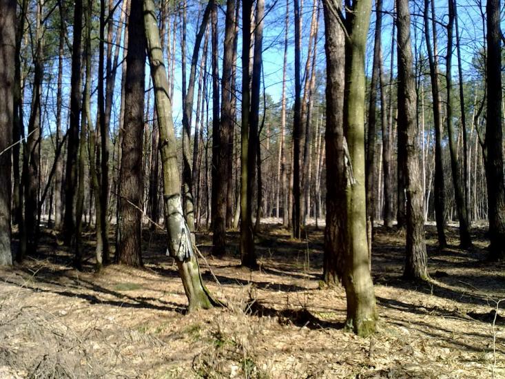 Хоровиця з panoramio.com - Хоровиця