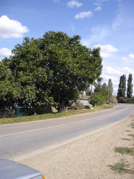 Стальне з panoramio.com - Стальне