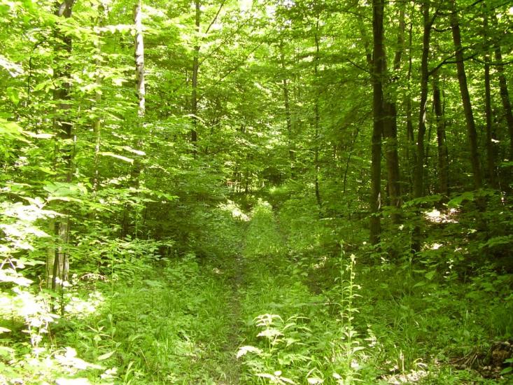Коржівці з panoramio.com - Korzhivtsi