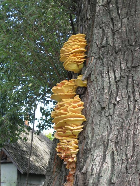 Чорнотичі з panoramio.com - Чорнотичі