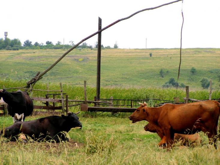 Кринички з panoramio.com - Кринички