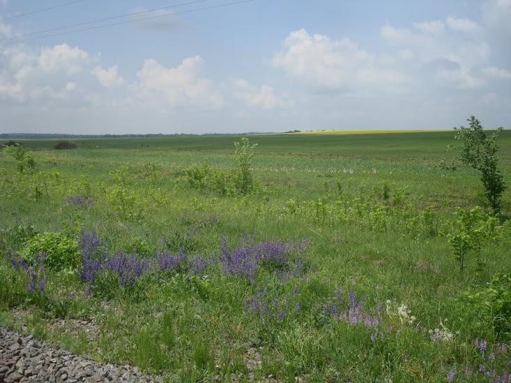 Зеленче з panoramio.com - Зеленче