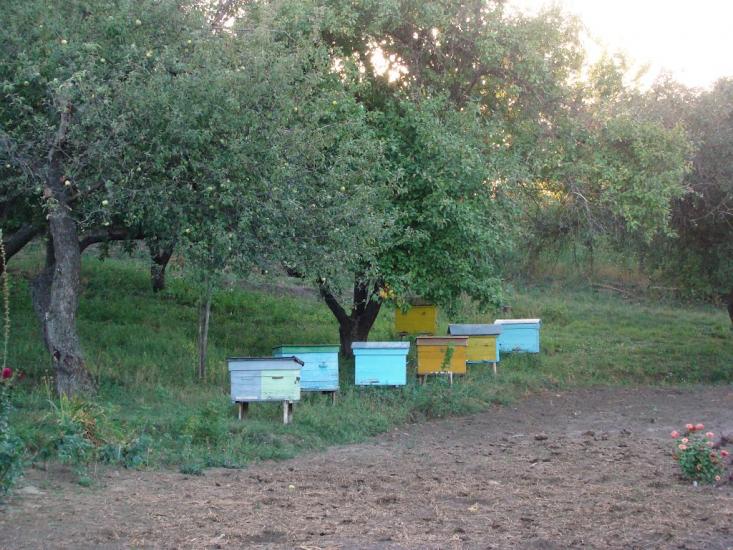 Ребедайлівка з panoramio.com - Ребедайлівка