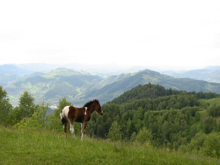 Хорови з panoramio.com - Хоровы