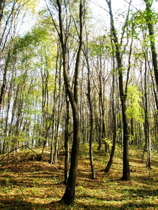 Мільки з panoramio.com - Мильки