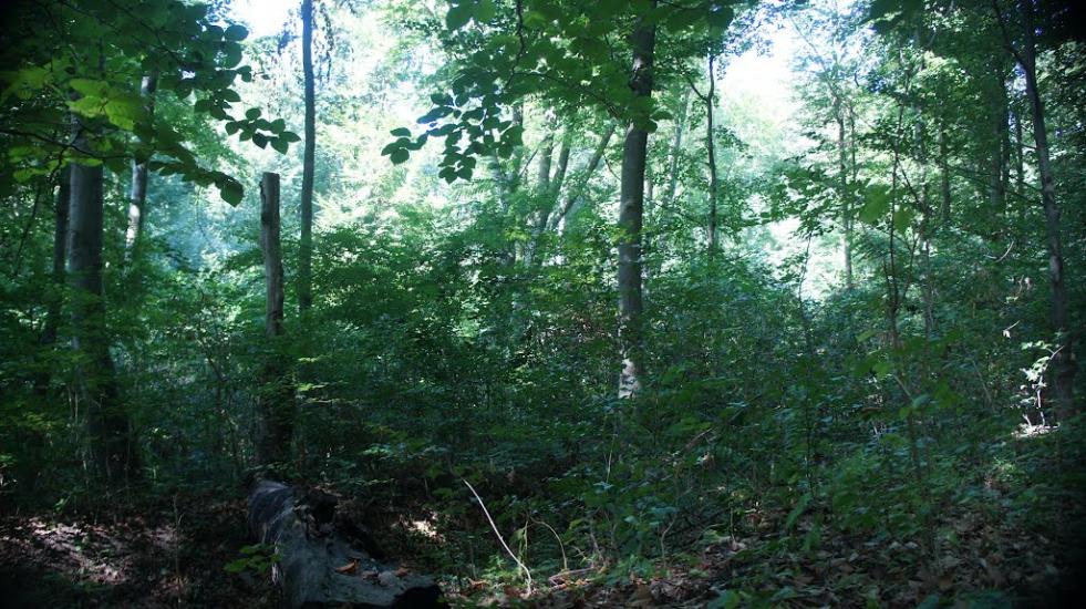 Борщівка з panoramio.com - Борщівка