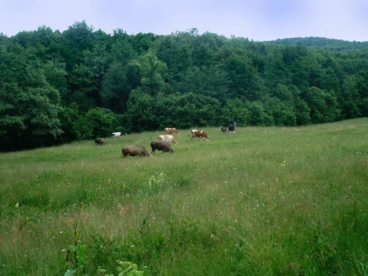 Підмихайля з panoramio.com - Подмихайло