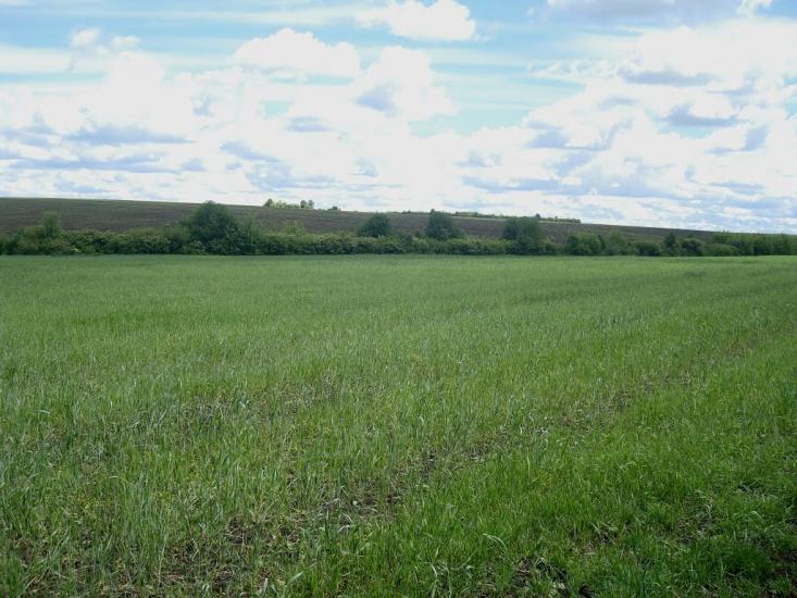 Жищинці з panoramio.com - Жищинцы