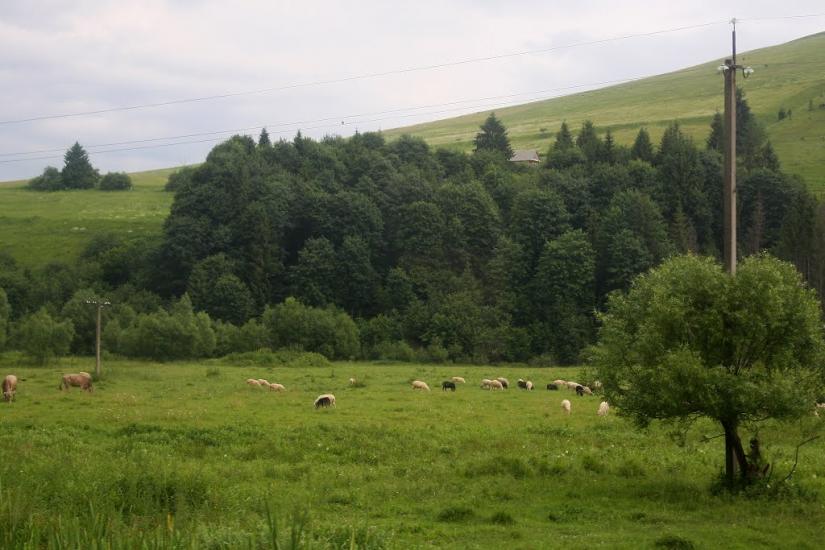 Річка з panoramio.com - Річка