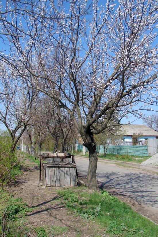 Аджамка з panoramio.com - Аджамка