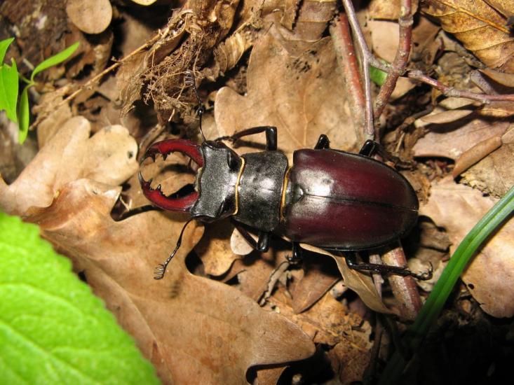 Гораївка з panoramio.com - Гораївка