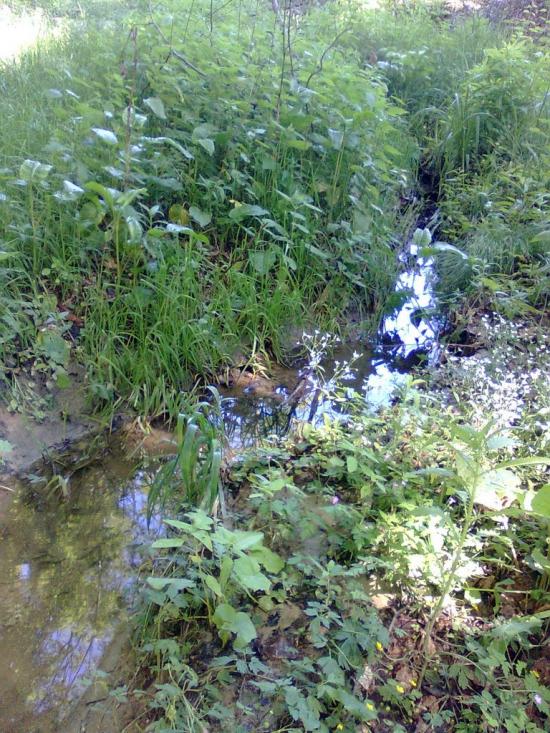 Топорівці з panoramio.com - Топоровцы