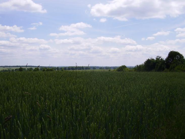 Коржівці з panoramio.com - Korzhivtsi