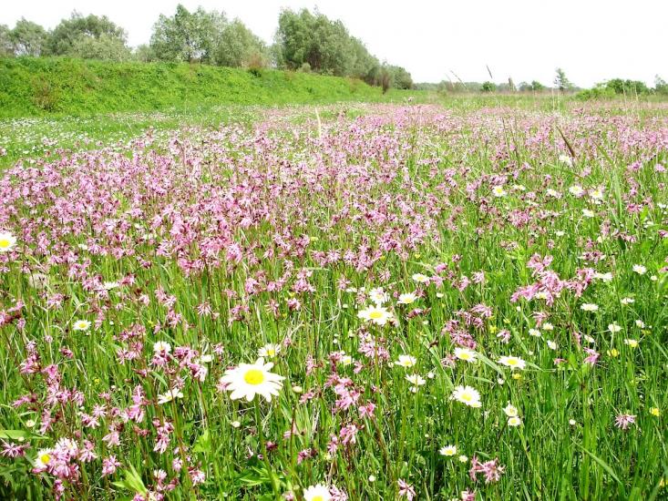 Раделичі з panoramio.com - Раделичі