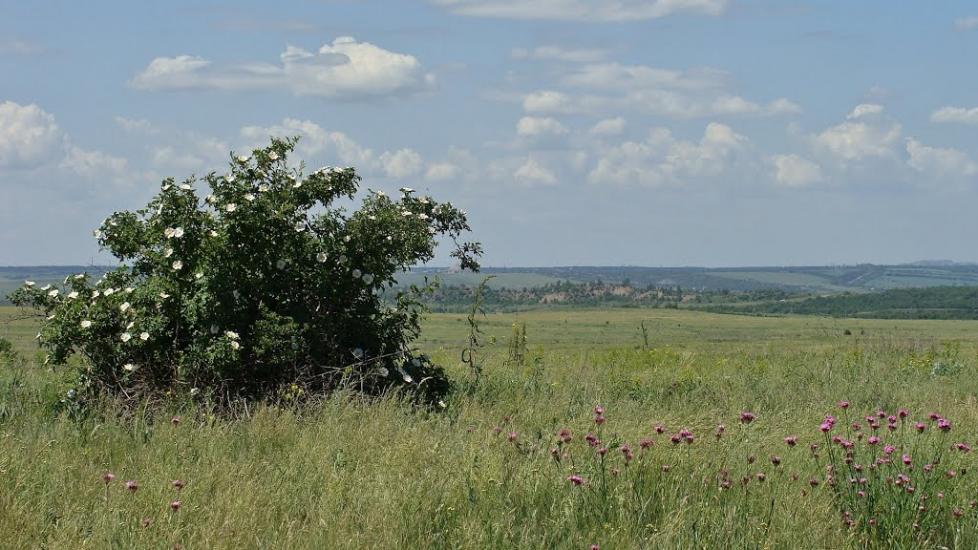 Цупки з panoramio.com - Цупки