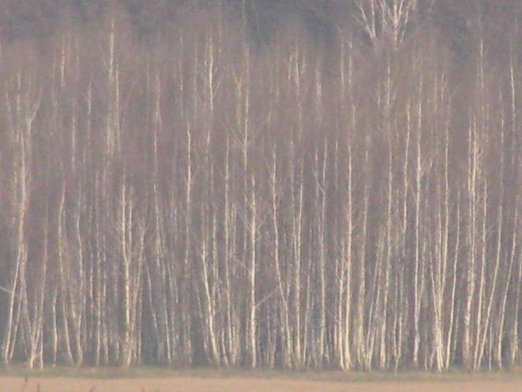 Миси з panoramio.com - Mysy