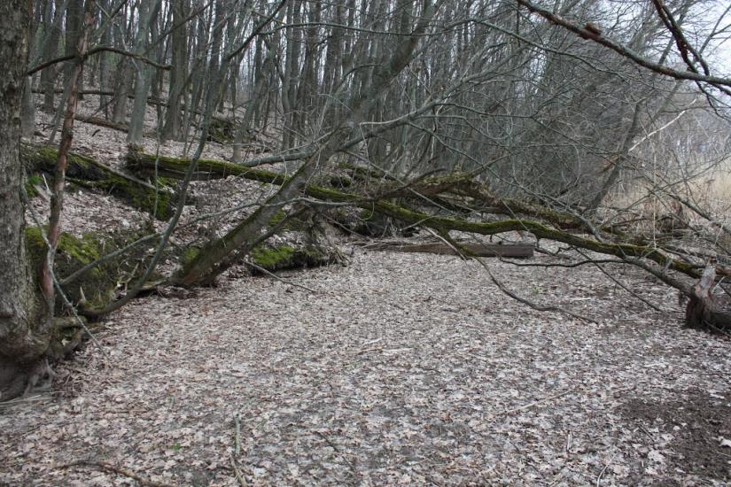 Лящівка з panoramio.com - Lyaschivka