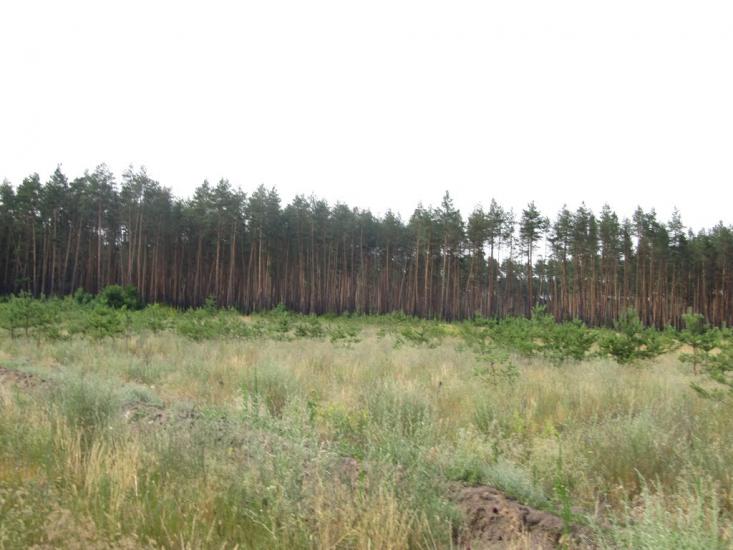 Синичине з panoramio.com - Синичине