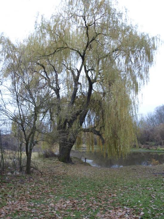 Вишевичі з panoramio.com - Вышевичи
