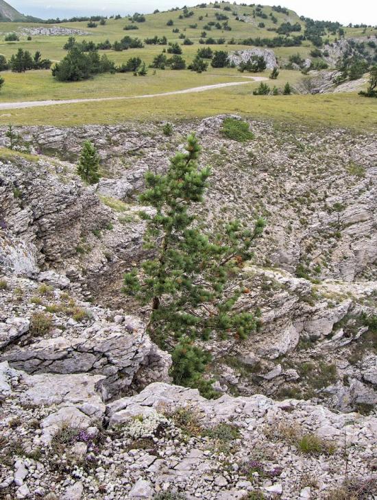 Підгородне з panoramio.com - Подгороднее