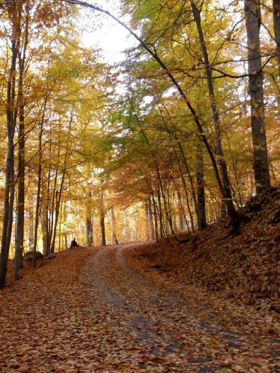 Підгородне з panoramio.com - Подгороднее
