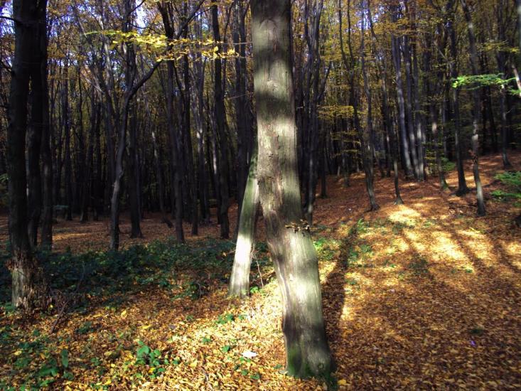 Веряця з panoramio.com - Веряця