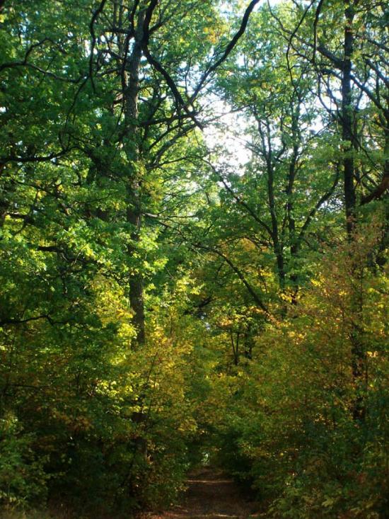 Кочеток з panoramio.com - Кочеток