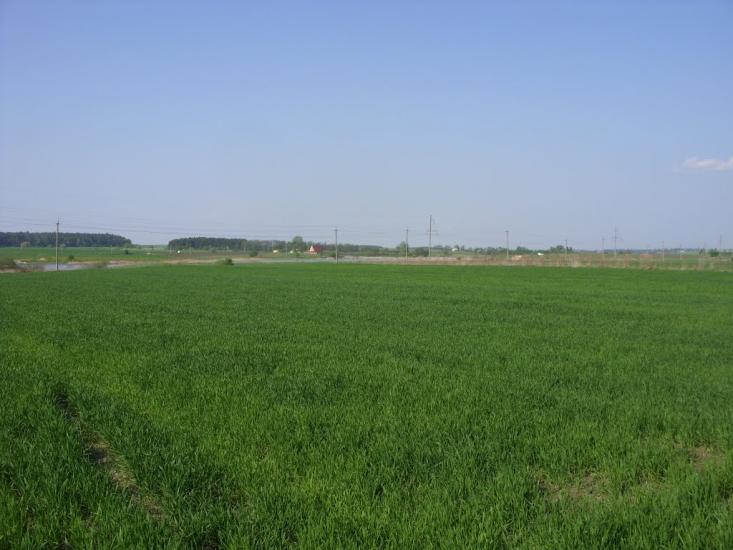 Буяни з panoramio.com - Буяни