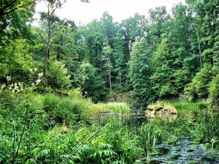 Струмок з panoramio.com - Струмок