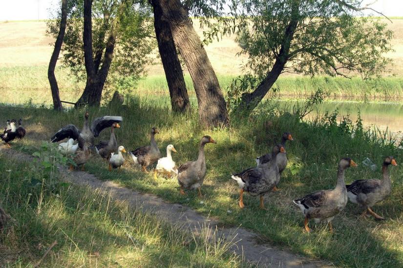 Новоархангельськ з panoramio.com - Новоархангельск