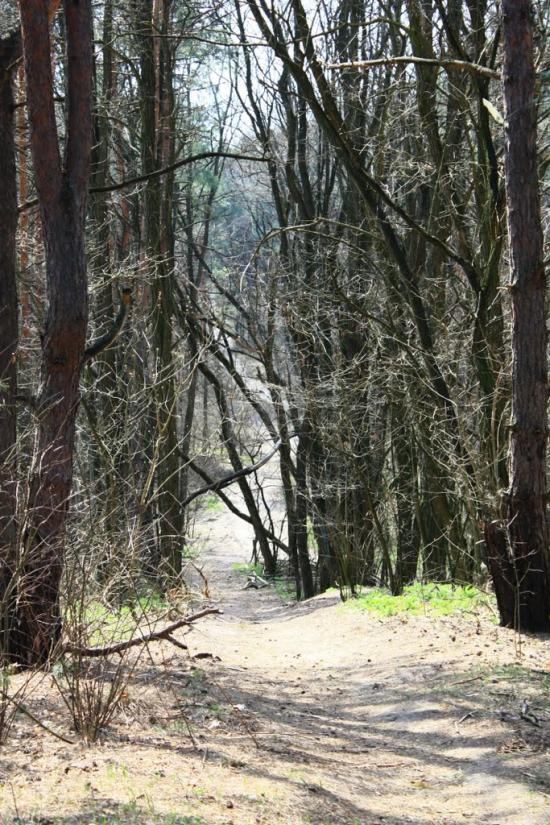 Княжичі з panoramio.com - Княжичи