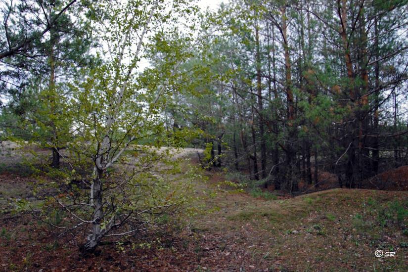 Карабинівка з panoramio.com - Карабинівка