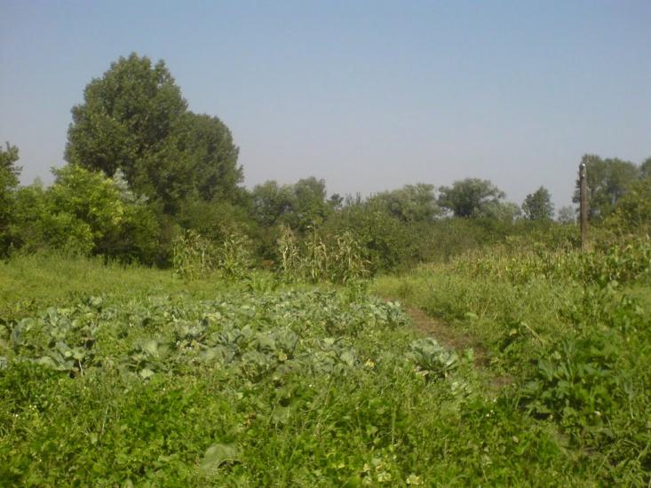 Кривичі з panoramio.com - Кривичі