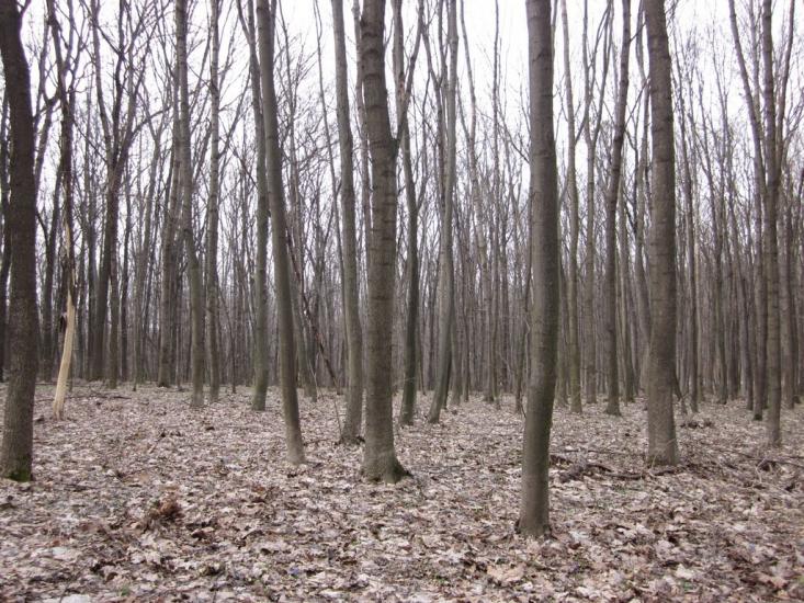 Медвин з panoramio.com - Медвин