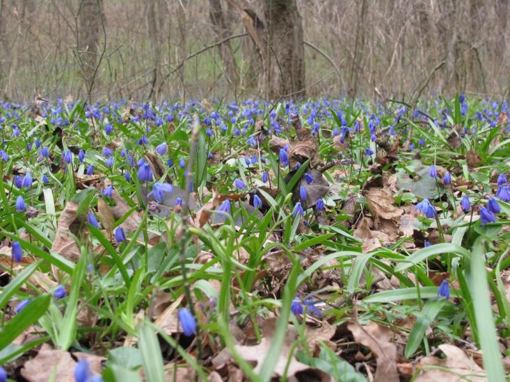 Федорівка з panoramio.com - Федорівка