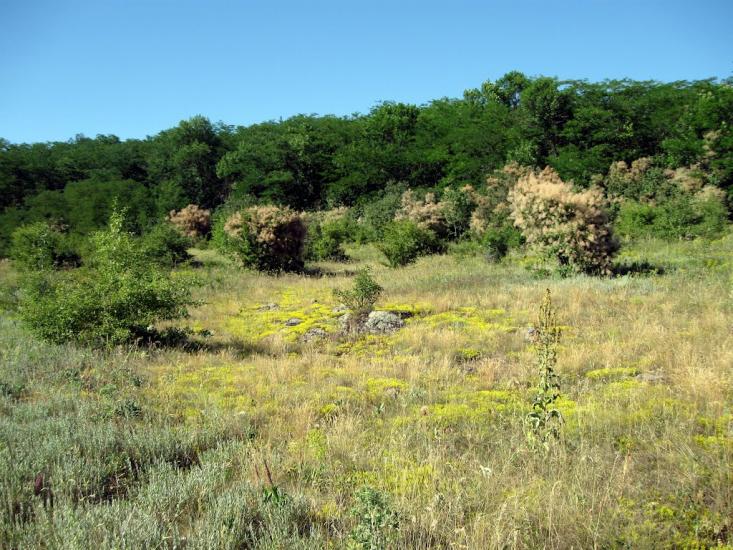 Куріпчине з panoramio.com - Kuripchyne