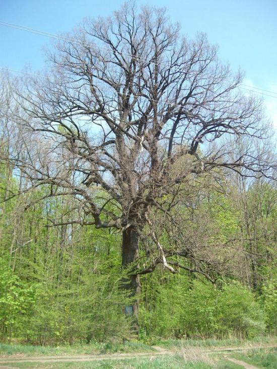 Старий Мерчик з panoramio.com - Старий Мерчик