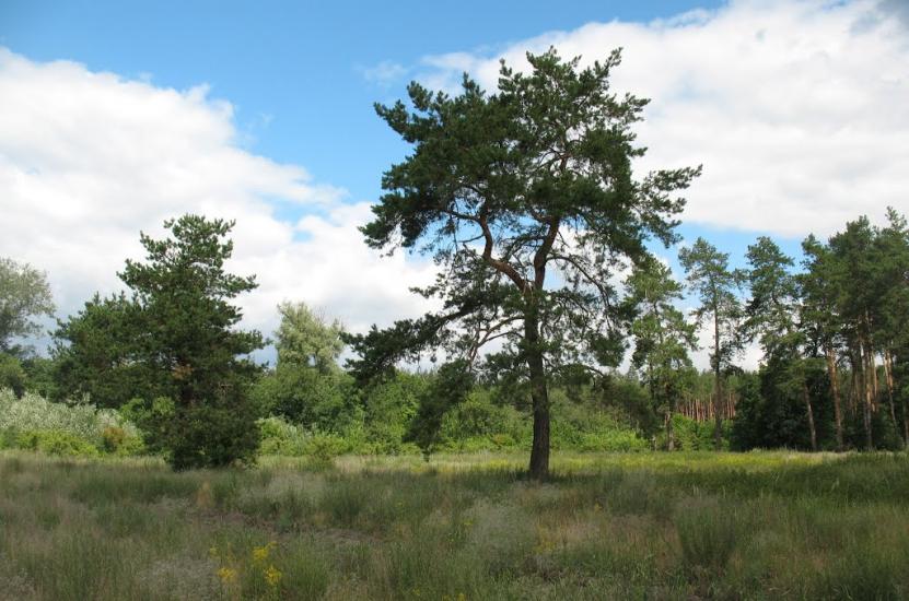 Синичине з panoramio.com - Синичине