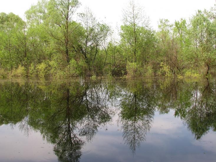 Снов'янка з panoramio.com - Сновянка