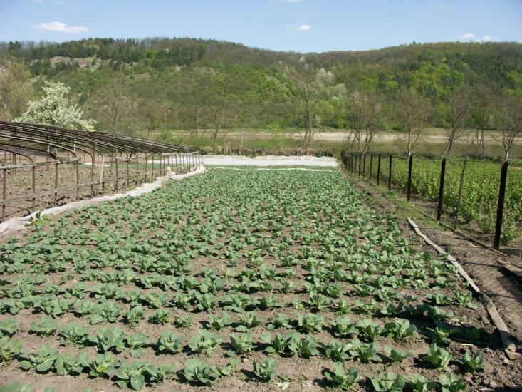 Перебиківці з panoramio.com - Perebykivtsi