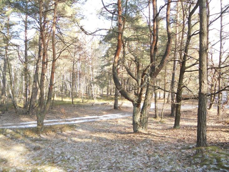 Турійськ з panoramio.com - Турийск