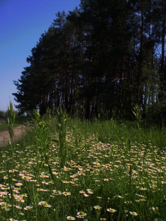 Березань з panoramio.com - Berezan