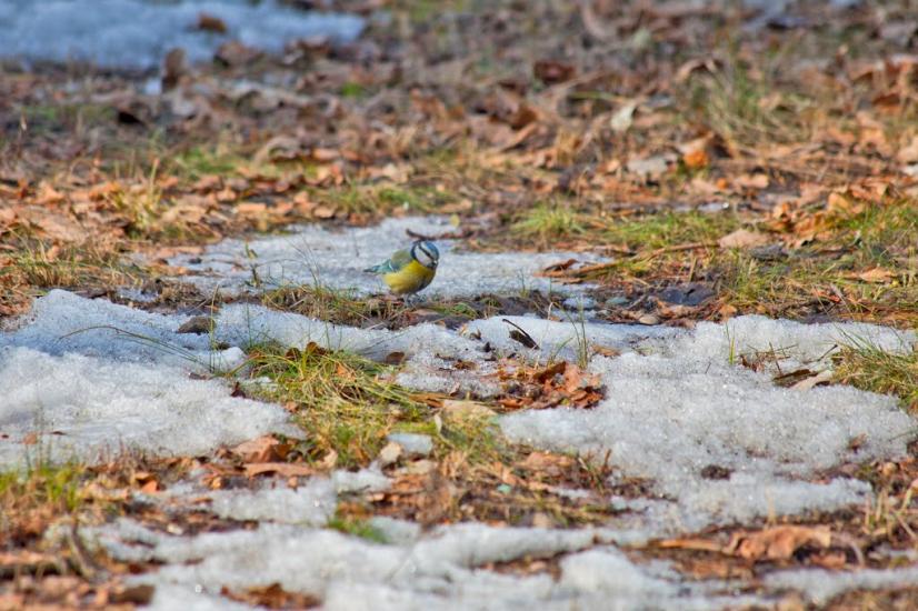 Хотімля з panoramio.com - Khotimlya