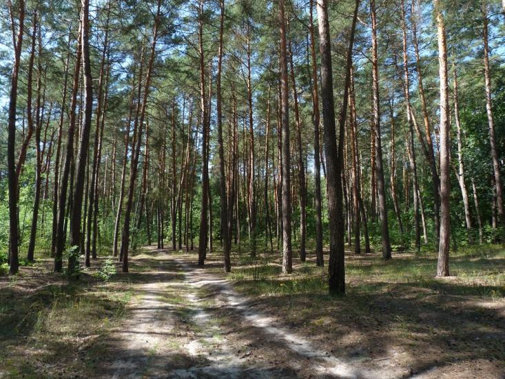 Бірки з panoramio.com - Birky