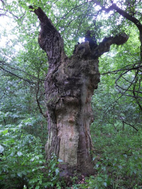 Гвардійське з panoramio.com - Гвардійське