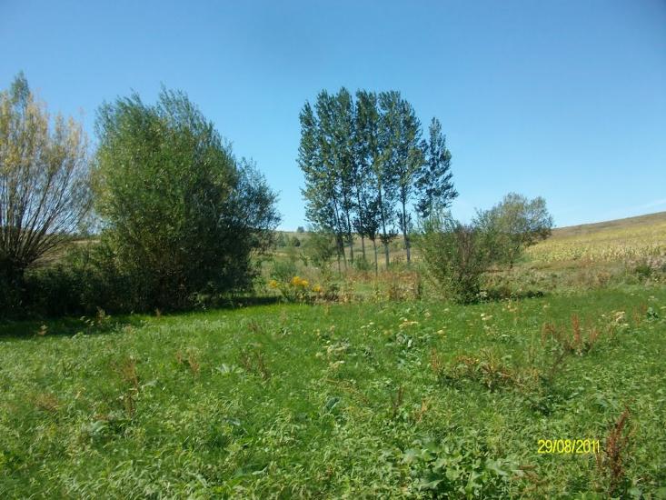 Тарасівці з panoramio.com - Тарасовцы