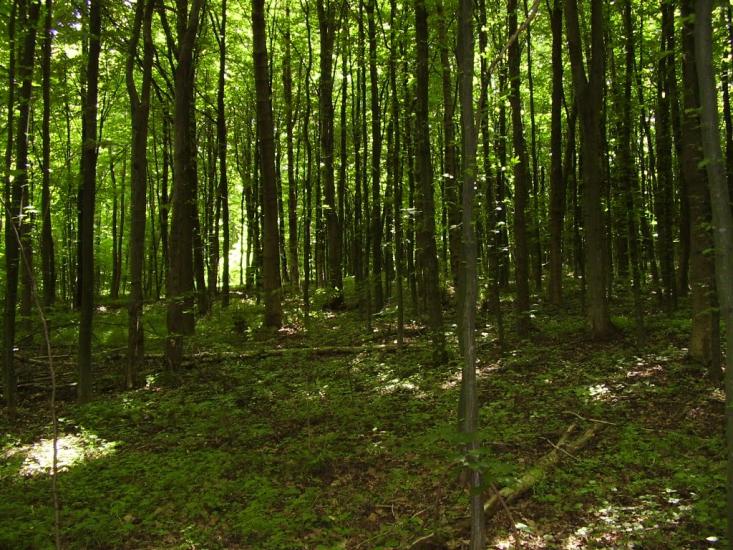 Коржівці з panoramio.com - Korzhivtsi